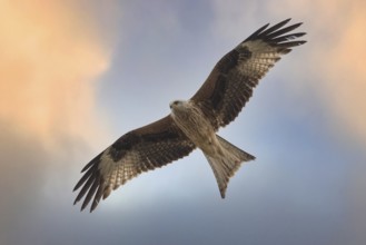 Red Kite (Milvus milvus) flying, Hesse, Germany