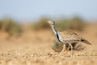 Houbara Bustard (Chlamydotis undulata), Zagora, Morocco
