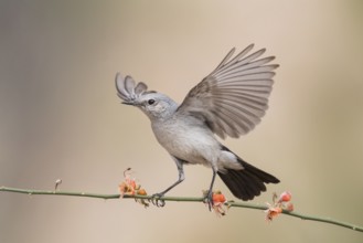 Blackstart (Oenanthe melanura) perched on a twig, Eilat, Israel