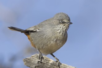 Chestnut-vented Warbler (Sylvia subcoerulea), Northern Cape, Kgalagadi Transfrontier Park, South