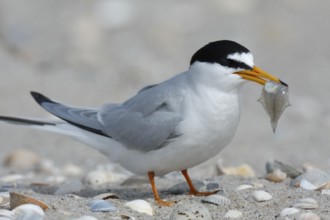 Little Tern (Sternula albifrons), Lower Saxony, Germany