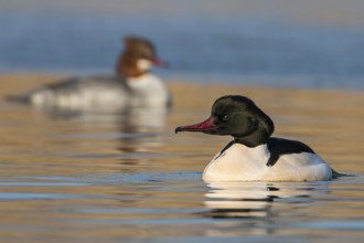 Common Merganser (Mergus merganser) pair, Saxony-Anhalt, Germany