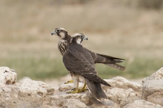Lanner Falcon (Falco biarmicus), Northern Cape, South Africa
