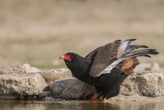 Bateleur (Terathopius ecaudatus) female, Northern Cape, South Africa