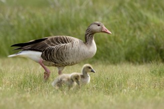 Greylag Goose (Anser anser) with chicks, Seewinkel, Austria