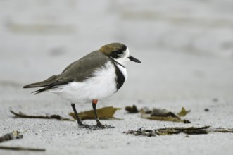 Two-banded Plover (Charadrius falklandicus), Falkland Islands