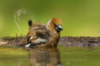 Hawfinch (Coccothraustes coccothraustes) male bathing, Utrecht, Netherlands