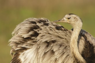 Greater Rhea (Rhea americana), Corrientes, Argentina