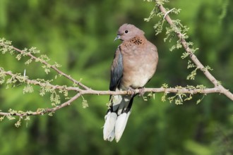 Laughing Dove (Spilopelia senegalensis), Eilat, Israel