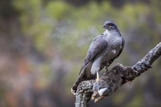 Northern Goshawk (Accipiter gentilis) female with prey, Madrid, Spain