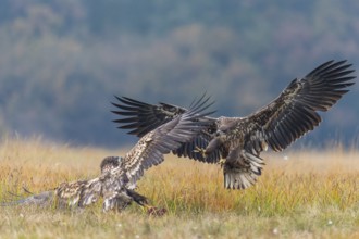 White-tailed Eagle (Haliaeetus albicilla), Kutno, Poland