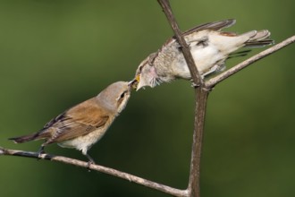 Red-backed Shrike (Lanius collurio) female feeding juvenile, Saxony-Anhalt, Germany