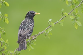 Common Starling (Sturnus vulgaris), Brandenburg, Germany
