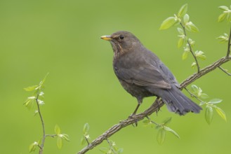 Common Blackbird (Turdus merula) female, Germany