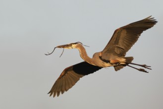 Great Blue Heron (Ardea herodias), Florida, USA