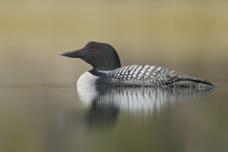 Great Northern Loon (Gavia immer), British Columbia, Canada