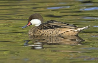 White-cheeked Pintail (Anas bahamensis), British Columbia, Canada