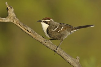 Chestnut-crowned Babbler (Pomatostomus ruficeps), New South Wales, Australia