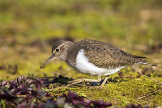 Common Sandpiper (Actitis hypoleucos), North Rhine-Westphalia, Germany
