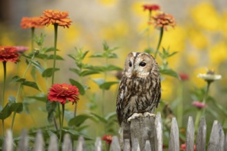 Tawny Owl (Strix aluco) perched on a fence, captive, Germany