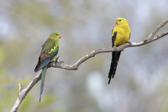 Regent Parrot (Polytelis anthopeplus) pair perched on a branch, Victoria, Australia
