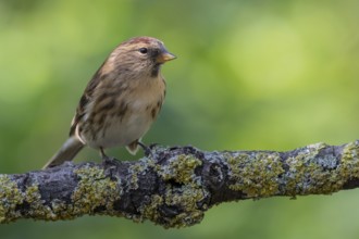 Common Redpoll (Acanthis flammea), Lower Saxony, Germany