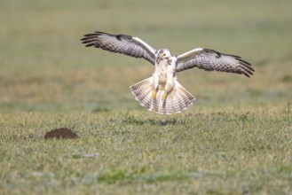 Common Buzzard (Buteo buteo) appproaching, North-Rhine Westphalia, Germany