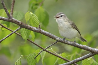 Warbling Vireo (Vireo gilvus) perched on a branch in Victoria, BC, Canada