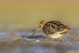 Common Snipe (Gallinago gallinago) foraging, North Rhine-Westphalia, Germany