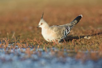 Crested Pigeon (Ocyphaps lophotes) at a waterhole, Victoria, Australia