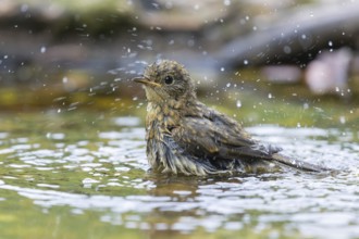 European Robin (Erithacus rubecula) juvenile bathing at a waterhole, Lower Saxony, Germany