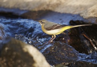 Grey Wagtail (Motacilla cinerea) female, Mecklenburg-Western Pomerania, Germany