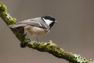 Coal Tit (Periparus ater), North Rhine-Westphalia, Germany
