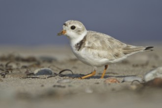Piping Plover (Charadrius melodus), Newfoundland, Canada