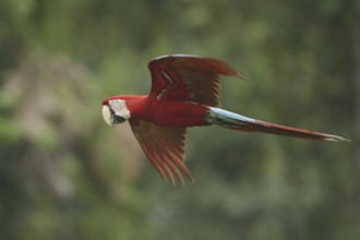 Red-and-green Macaw (Ara chloropterus) flying, Manu National Park, Peru