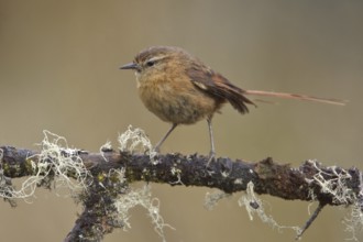 Tawny Tit-Spinetail (Leptasthenura yanacensis), Central Highlands, Peru