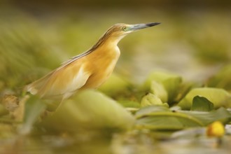 Squacco Heron (Ardeola ralloides), Extremadura, Spain