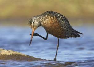 Hudsonian Godwit (Limosa haemastica) male, Manitoba, Canada