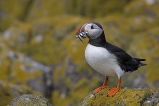 Atlantic Puffin (Fratercula arctica) with sandeels in beak, Scotland, United Kingdom