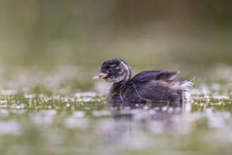 Little Grebe (Tachybaptus ruficollis) chick, North Rhine-Westphalia, Germany