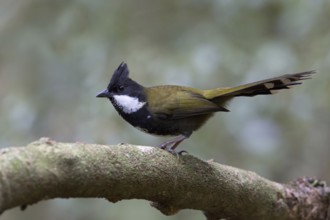 Eastern Whipbird (Psophodes olivaceus) perched on a branch, Queensland, Australia