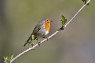 European Robin (Erithacus rubecula), Mecklenburg-Western Pomerania, Germany