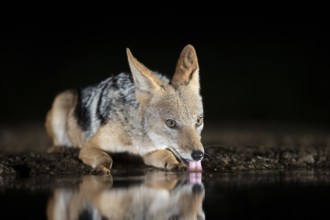 Black-backed Jackal (Canis mesomelas) drinking at waterhole at night, South Africa