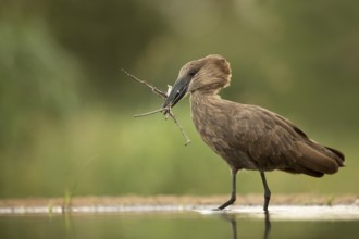 Hamerkop (Scopus umbretta), South Africa