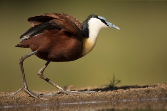 African Jacana (Actophilornis africanus), South Africa