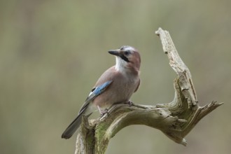 Eurasian Jay (Garrulus glandarius) perched on an old dry branch, North Rhine-Westphalia, Germany