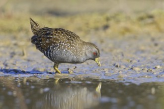 Australian Crake (Porzana fluminea), Victoria, Australia