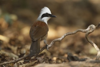 White-crested Laughingthrush (Garrulax leucolophus), Kaeng Krachan, Thailand