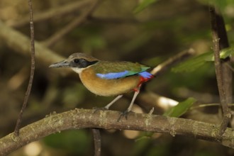 Mangrove Pitta (Pitta megarhyncha) male, Singapore