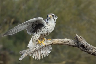 Prairie Falcon Falco mexicanus Arizona-Sonora Desert Museum, Tucson, Arizona, United States 22